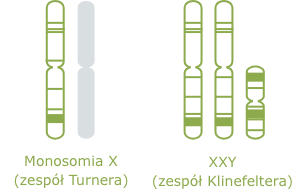 illustration chromosom 22